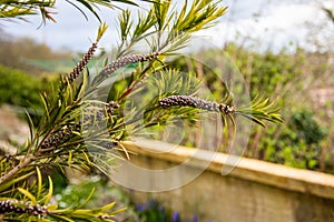 Bottlebrush plant seeds