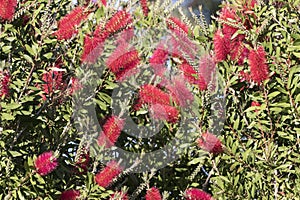 Bottlebrush tree