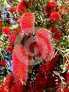 Bottlebrush Tree, Callistemon