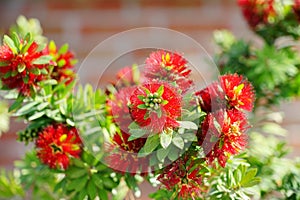 Bottlebrush Tree, Callistemon