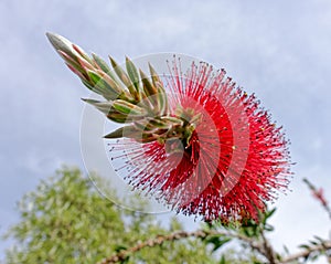 Bottlebrush Tree (Callistemon) flowering in Sardinia