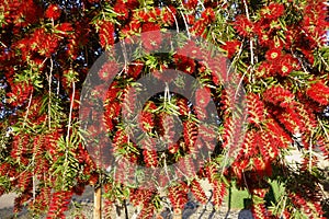 Bottlebrush Tree or Crimson Callistemon with flowers, closeup