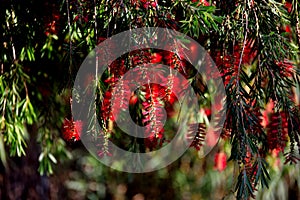 Bottlebrush tree flowers. Spain. photo