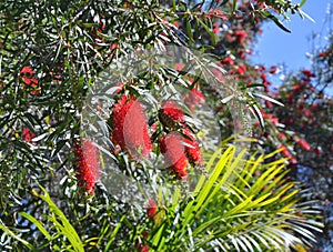 The bottlebrush tree red flowers.