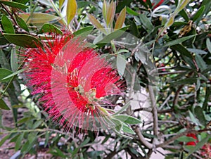 Bottlebrushes or callistemon in spring