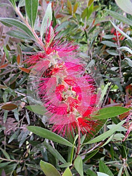 Bottlebrushes or callistemon in spring