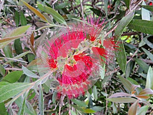 Bottlebrushes or callistemon in spring