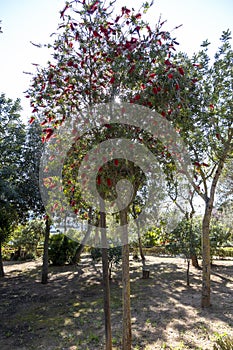 A bottlebrushes tree in a public park