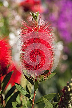 bottlebush red flower