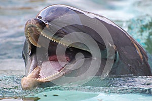 Bottlenose dolphin