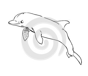 Cetriolo delfino 
