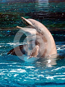 Bottlenose Dolphin