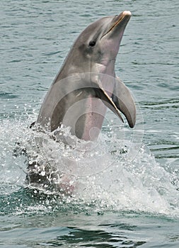 Bottlenose dolphin photo