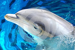 Bottlenose Dolphin 2