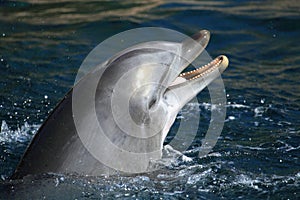 Bottlenose dolphin