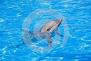 Bottlenose Dolphin photo