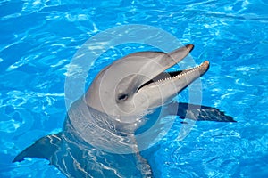 Bottlenose Dolphin