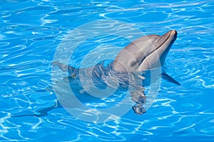 Bottlenose Dolphin photo