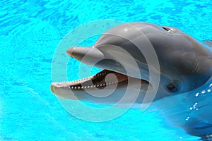 Bottlenose Dolphin 5