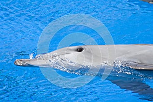 Bottlenose Dolphin