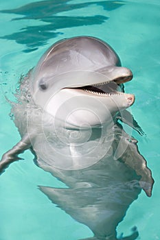 Bottlenose dolphin photo