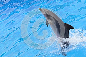 Bottlenose dolphin