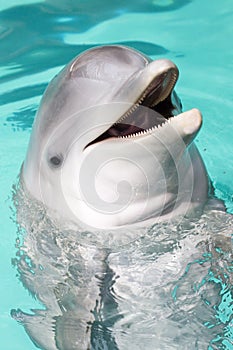 Bottlenose dolphin