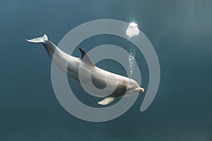 Bottlenose dolphin blowing bubbles