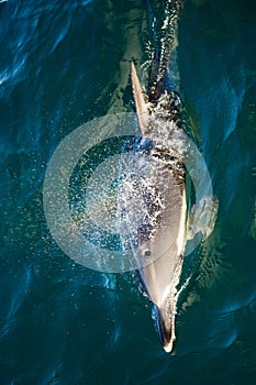 Bottlenose Dolphin Blowing Rainbow