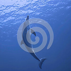 Bottlenose dolphin in the blue