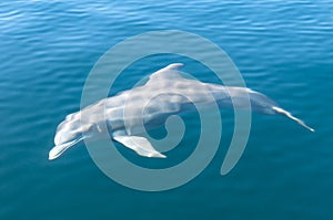 Bottlenose Dolphin, Bocas del Toro, Panama photo