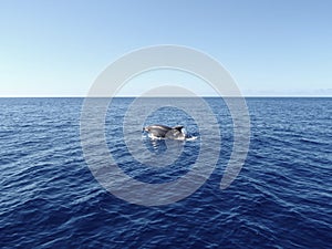 Bottlenose dolphin breaking the surface