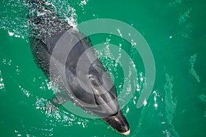 Bottlenose Dolphin Close Up In New Zealand