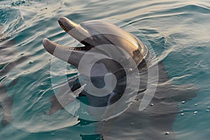 Bottlenose dolphin closeup