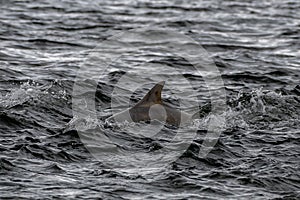 Bottlenose Dolphin (Delphinus Truncatus) In The Moray Firth At Chanonry Point Near Inverness In Scotland photo