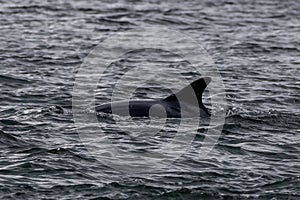 Bottlenose Dolphin (Delphinus Truncatus) In The Moray Firth At Chanonry Point Near Inverness In Scotland photo