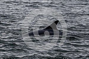 Bottlenose Dolphin (Delphinus Truncatus) In The Moray Firth At Chanonry Point Near Inverness In Scotland photo