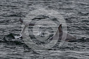 Bottlenose Dolphin (Delphinus Truncatus) In The Moray Firth At Chanonry Point Near Inverness In Scotland photo