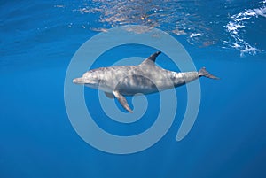 Bottlenose dolphin diving close to the surface