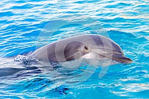 Bottlenose dolphin is in a dolphin show of a zoo