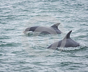 Bottlenose dolphin dolphins photo
