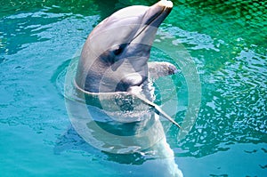 Bottlenose dolphin in the Dominican Republic