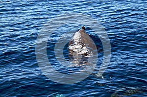 A Bottlenose Dolphin exhaling as it breaks the surface