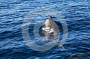 A Bottlenose Dolphin exhaling as it breaks the surface photo