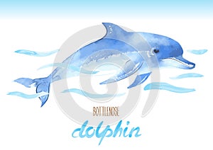 Bottlenose Dolphin. Hand drawn vector watercolor illustration.