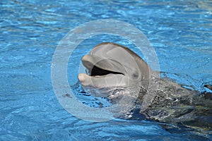 Bottlenose dolphin with head above water