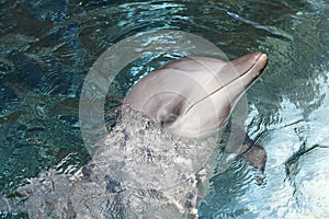 Bottlenose Dolphin
