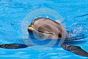 Bottlenose dolphin, head and fins