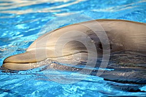 Bottlenose dolphin head