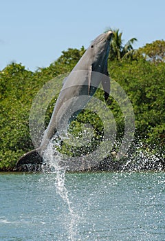 Bottlenose Dolphin Jumping photo